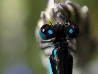 Damselfly